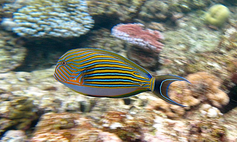 800px-acanthurus_lineatus_flynn_reef